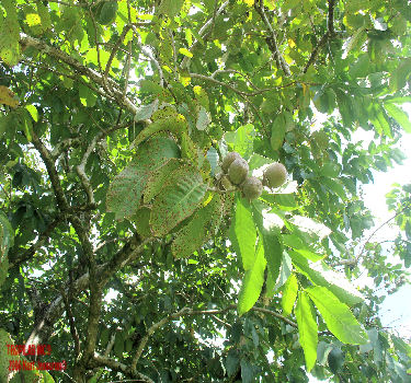 Banaba (Queen flower) leaves